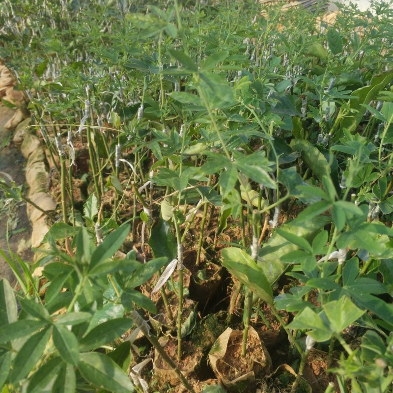 蓝冠百香果嫁接苗