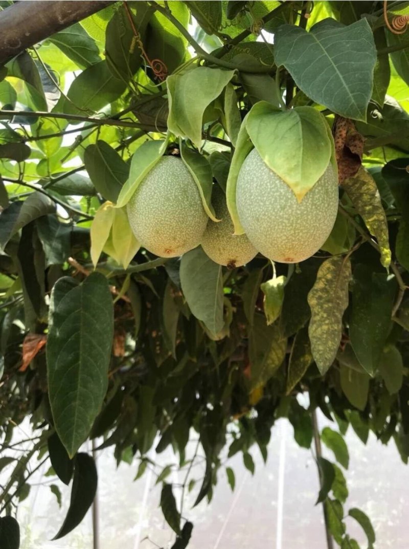 荔枝味绿皮百香果嫁接苗