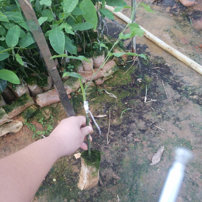 荔枝味绿皮百香果嫁接苗