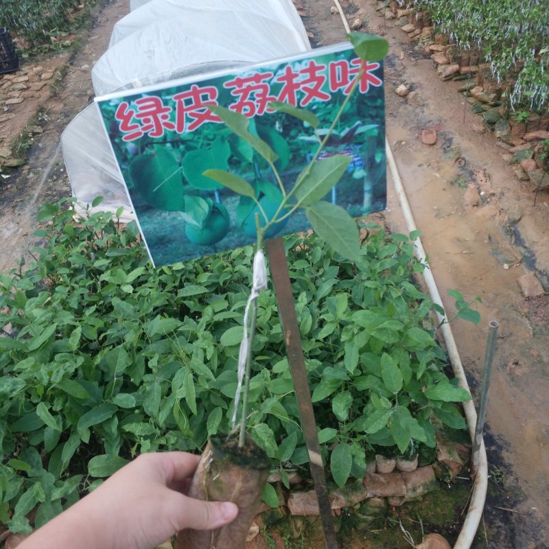 荔枝味绿皮百香果嫁接苗