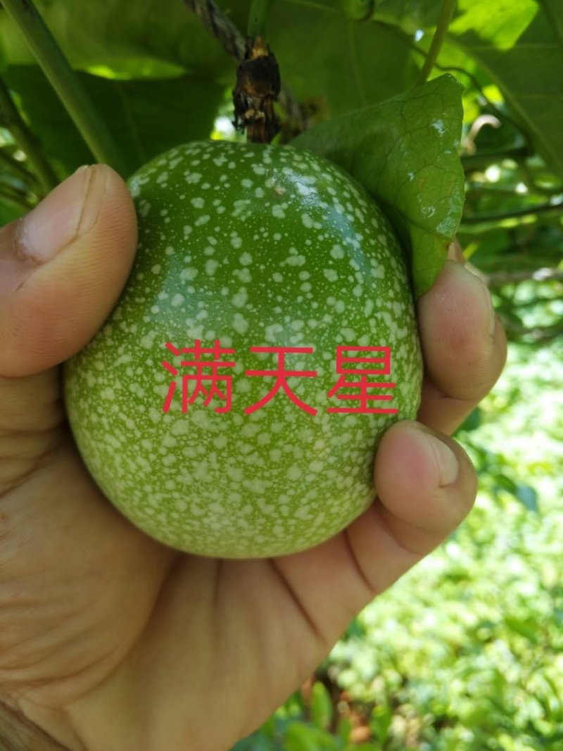 满天星直生苗