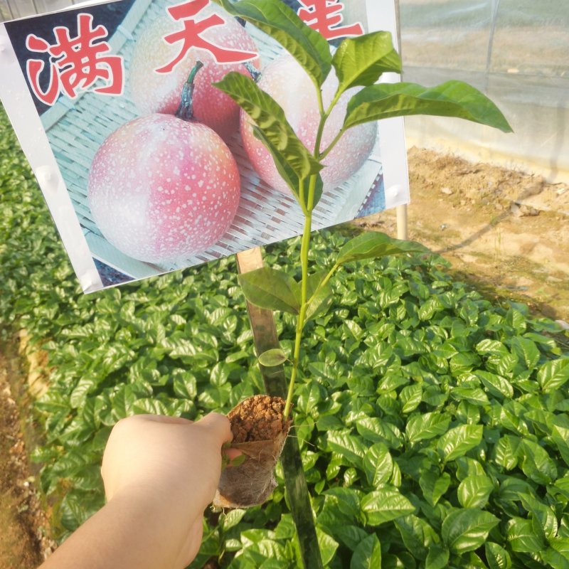 满天星直生苗