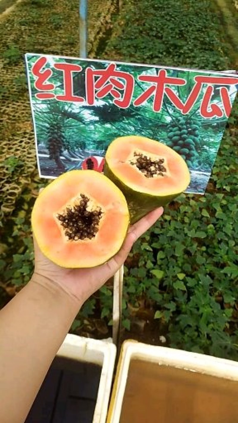 红肉水果木瓜苗