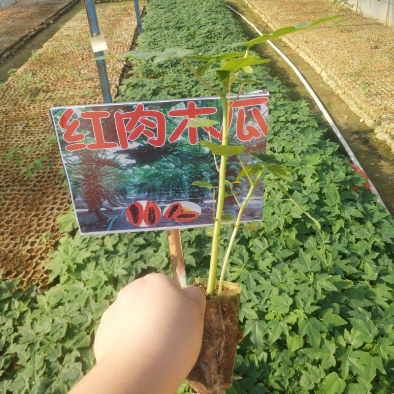 红肉水果木瓜苗