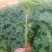 红肉水果木瓜苗