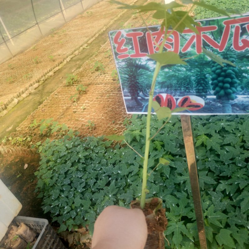 红肉水果木瓜苗