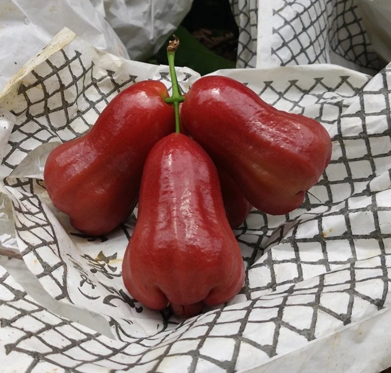 连雾苗