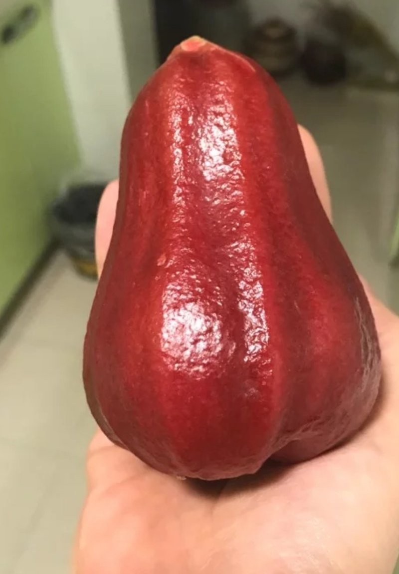 连雾苗