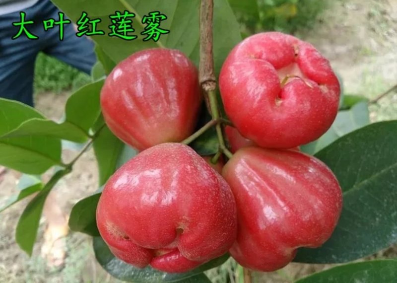 连雾苗