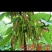 桑果苗
