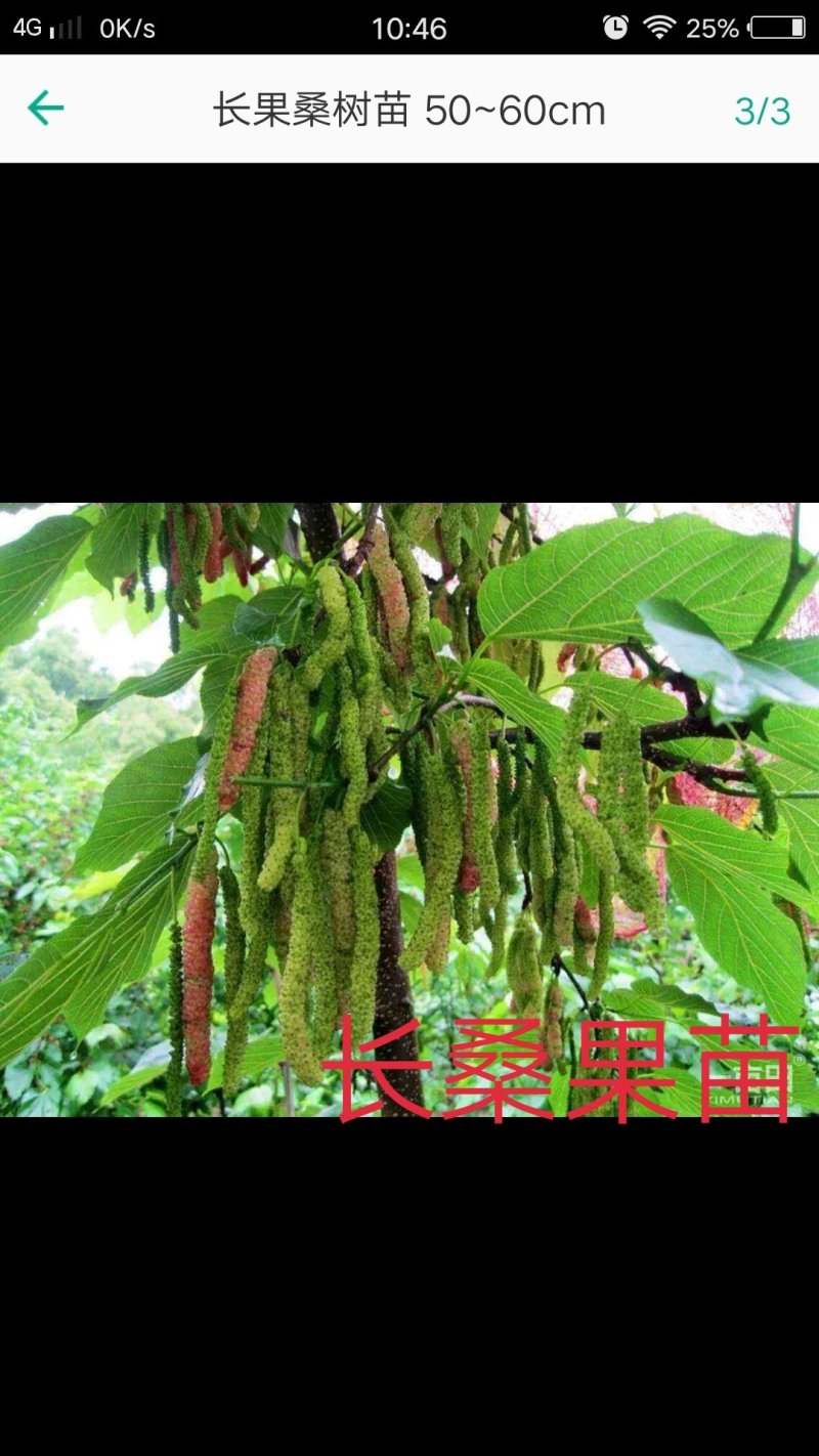 桑果苗
