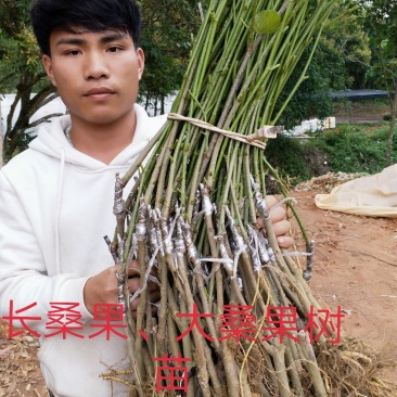 桑果苗