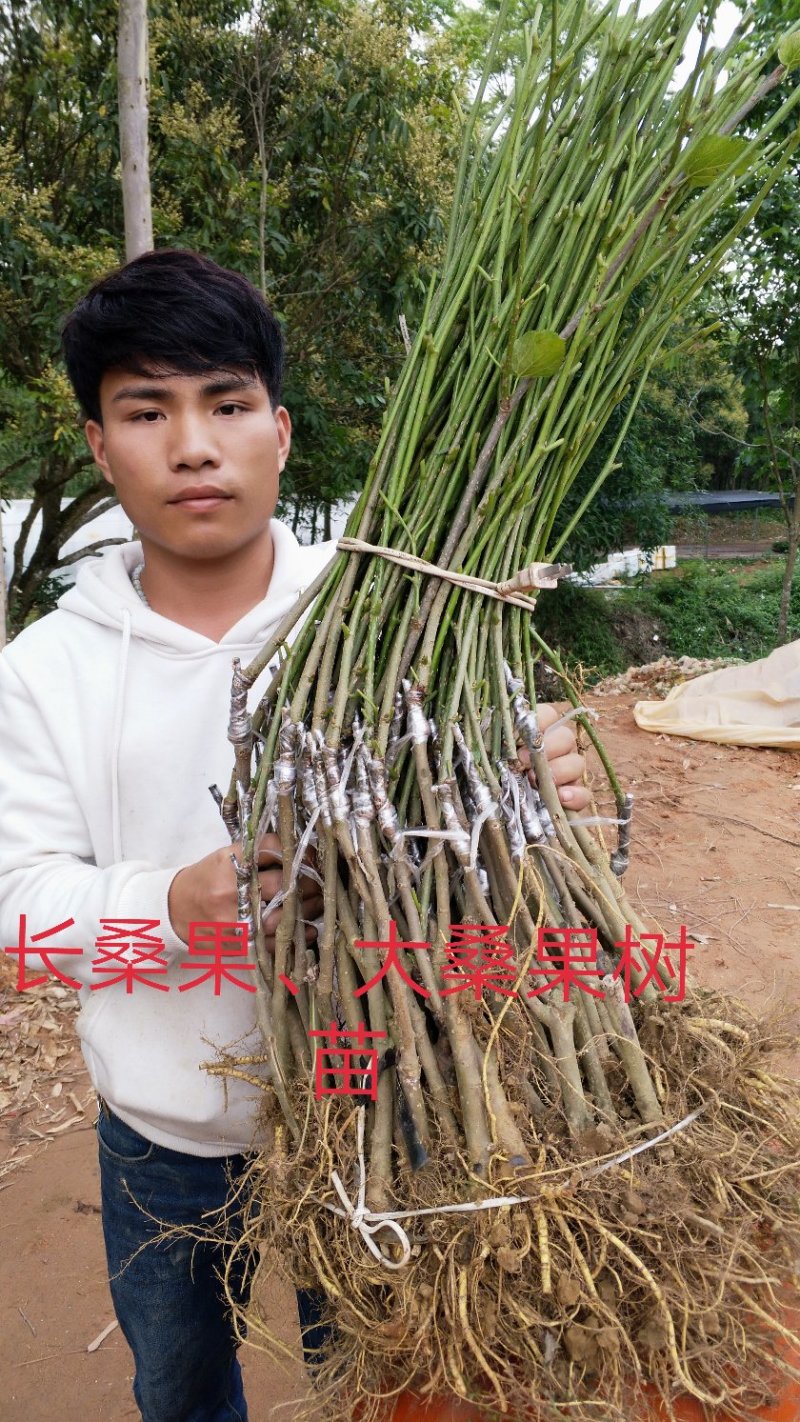 桑果苗