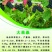 桑果苗