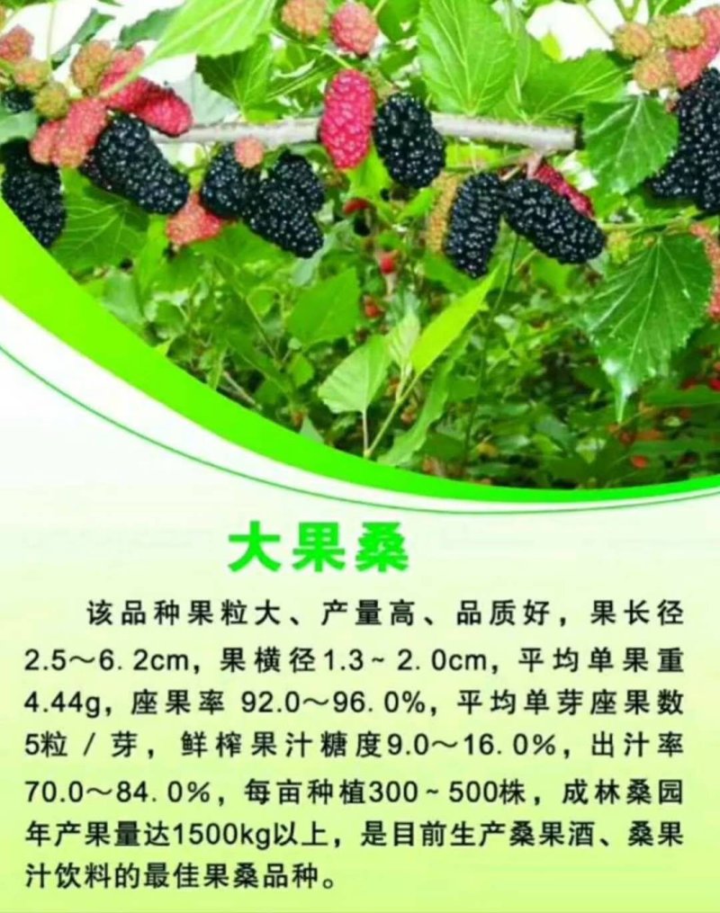 桑果苗