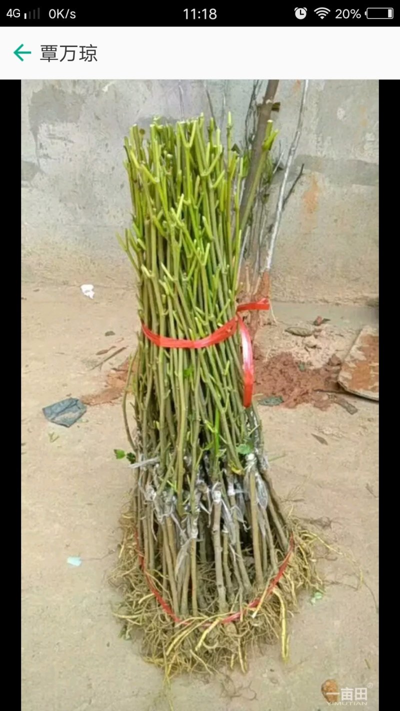 桑果苗