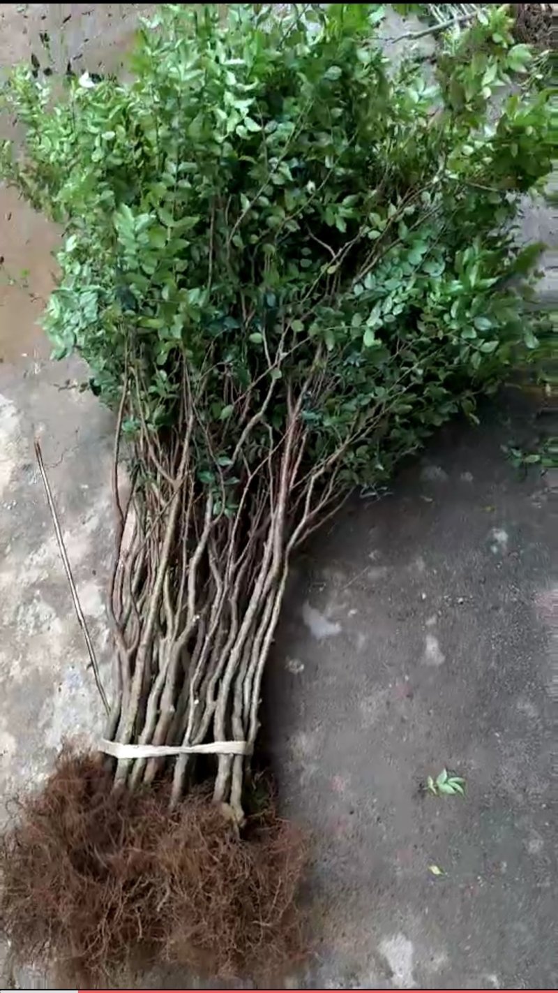嘉宝果苗