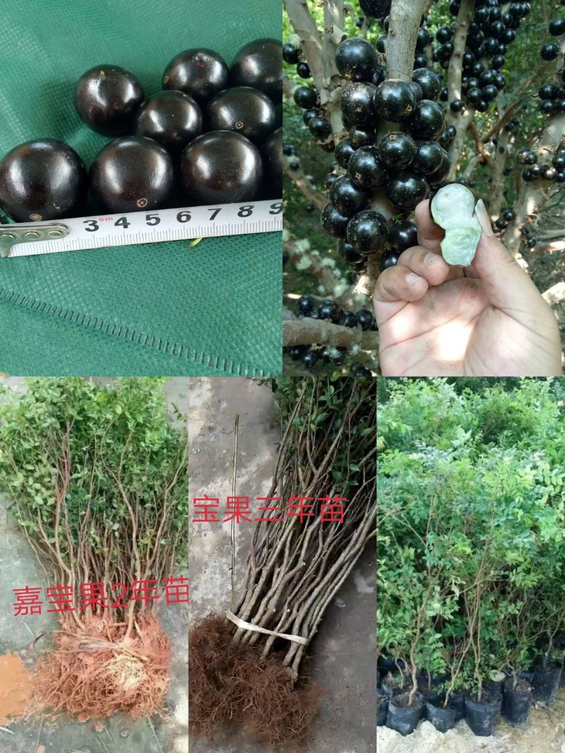 嘉宝果苗