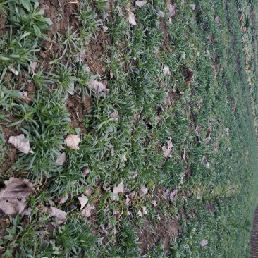 大量青菜上市。