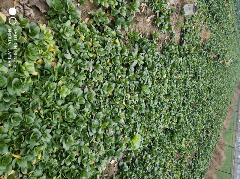 大量青菜上市。