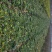 大量青菜上市。