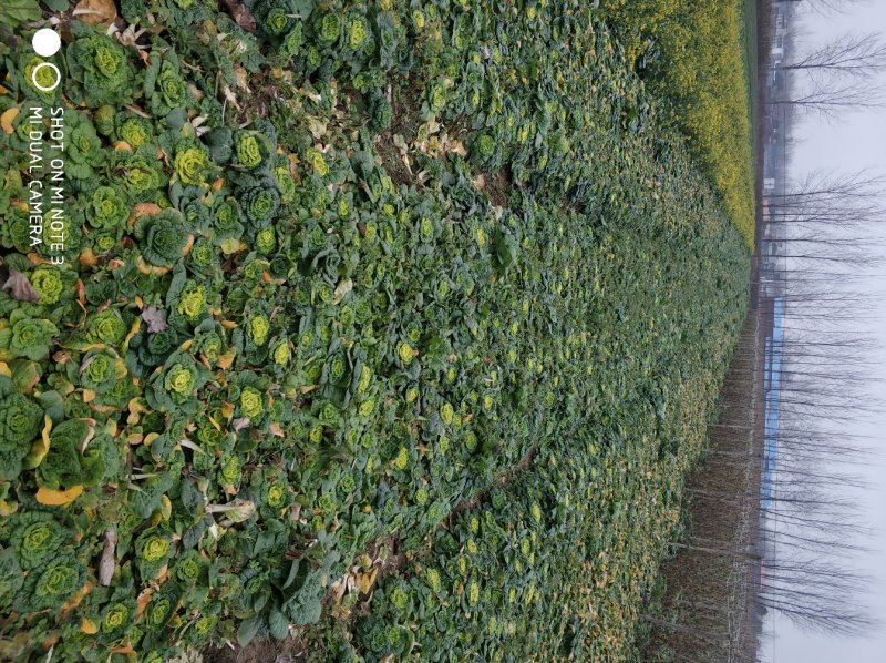 大量青菜上市。