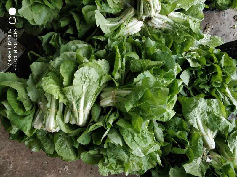 大量青菜上市。