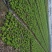 大量青菜上市。