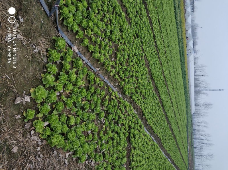 大量青菜上市。