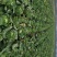 大量青菜上市。