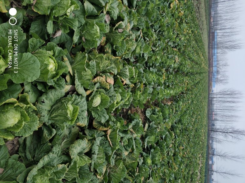 大量青菜上市。