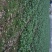 大量青菜上市。