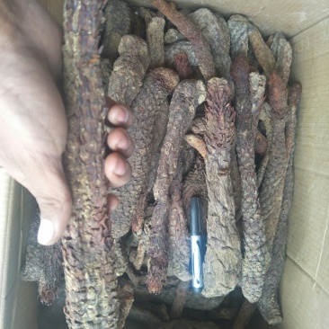 肉苁蓉