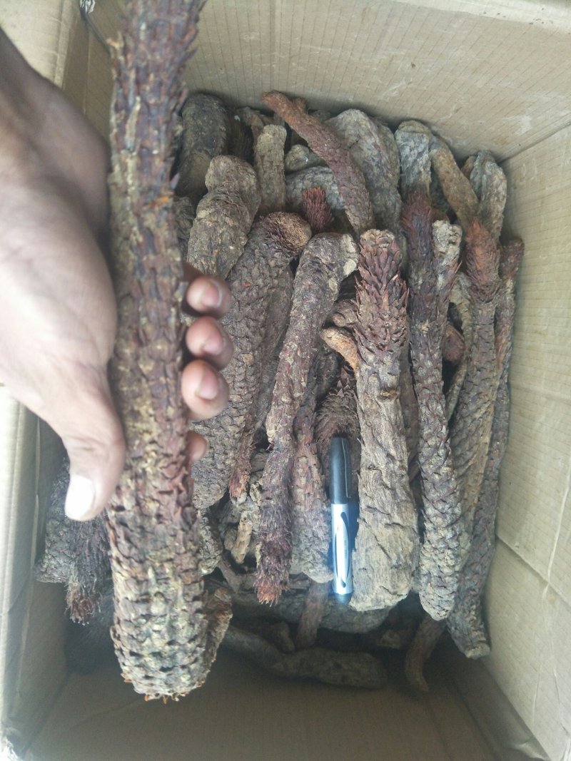 肉苁蓉