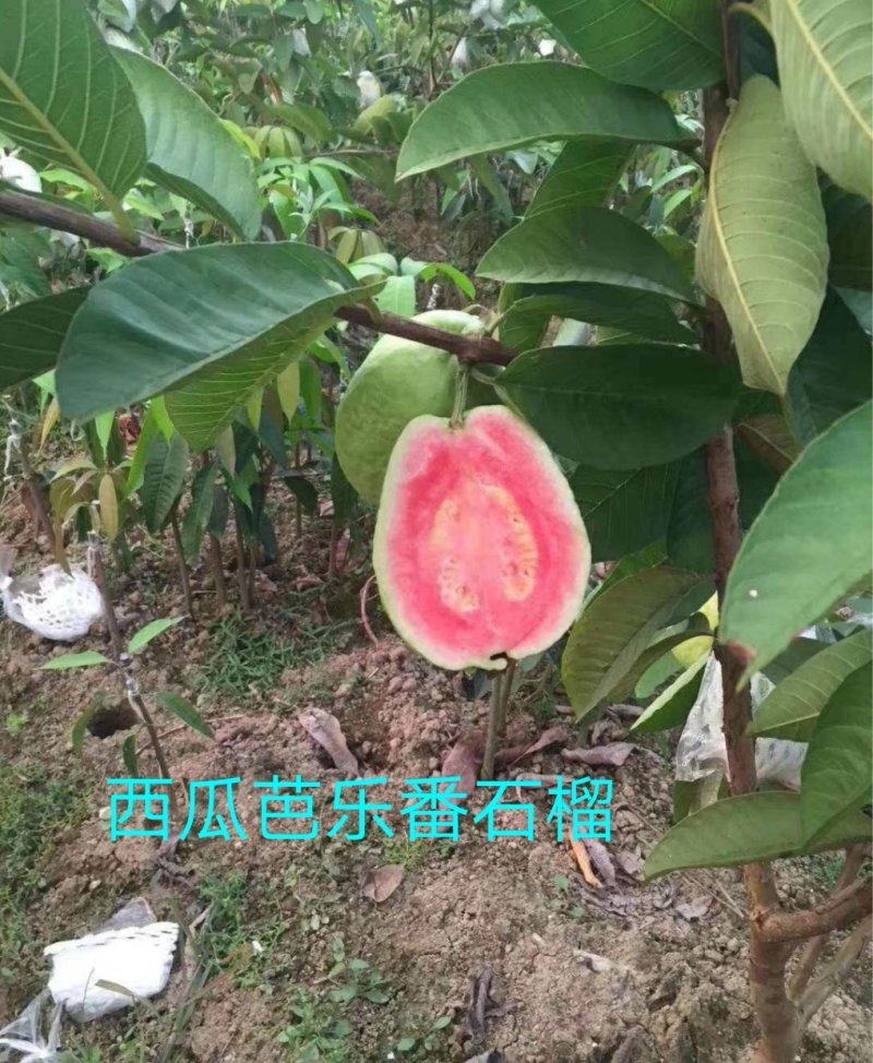红心番石榴苗树苗