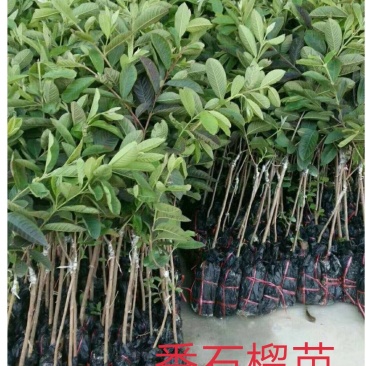 红心番石榴苗树苗