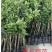 红心番石榴苗树苗