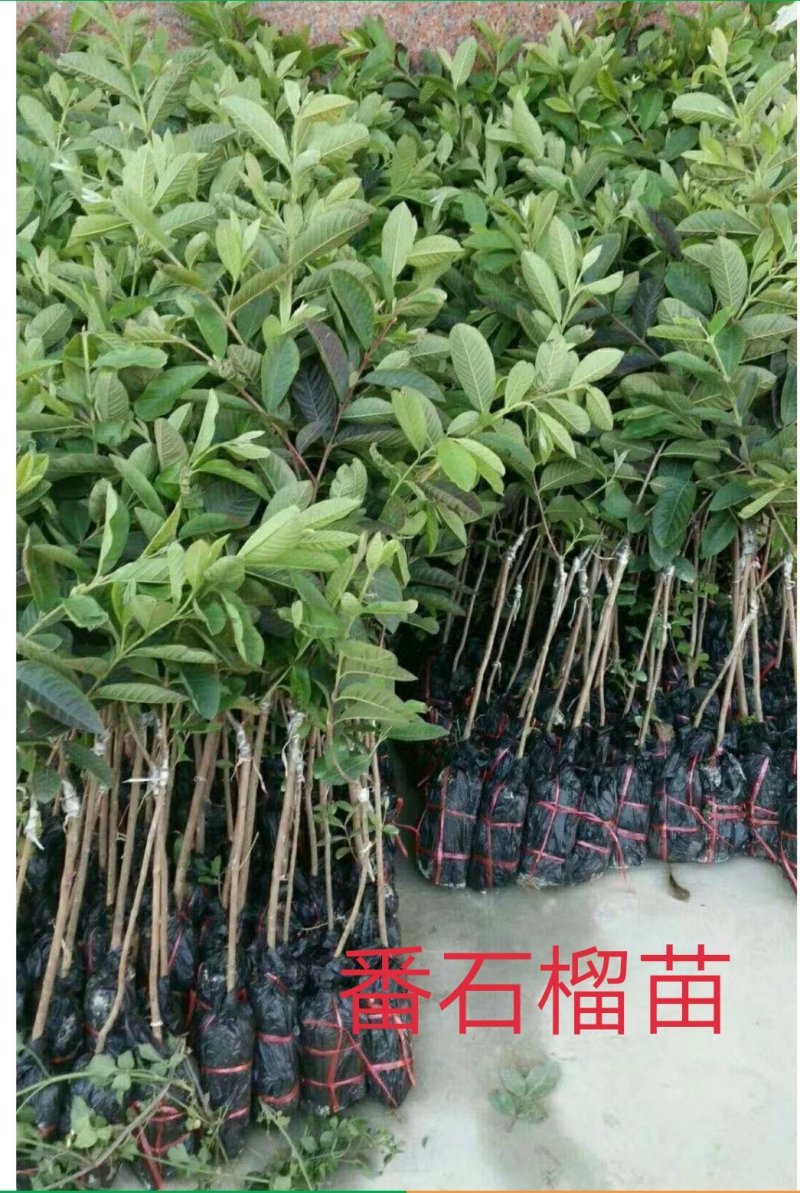 红心番石榴苗树苗