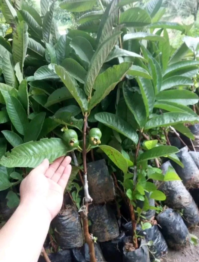 红心番石榴苗树苗