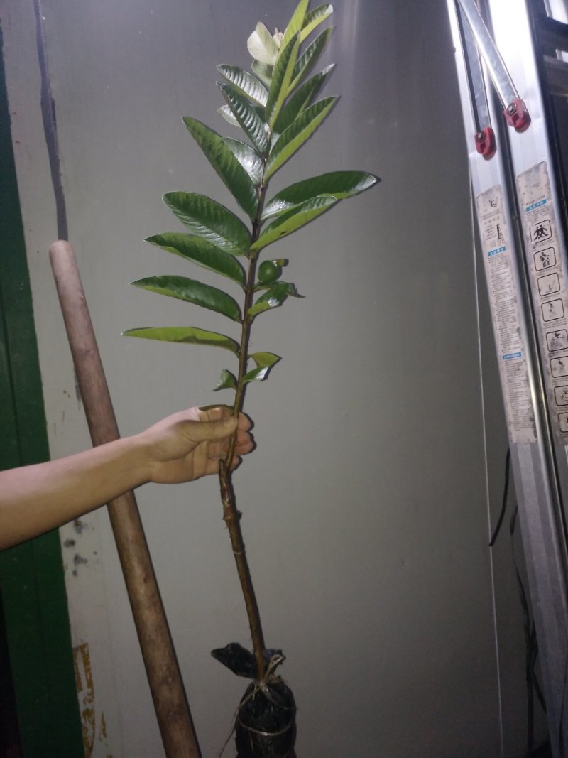 红心番石榴苗树苗