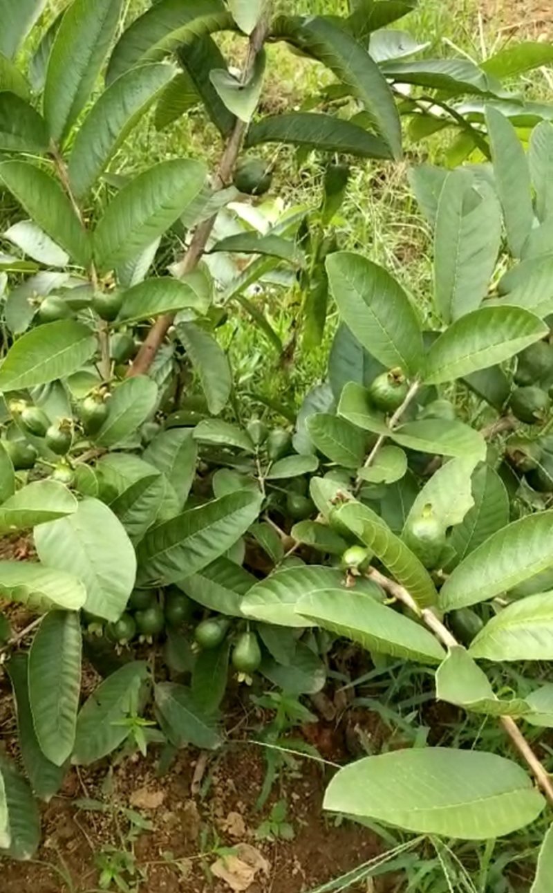 红心番石榴苗树苗