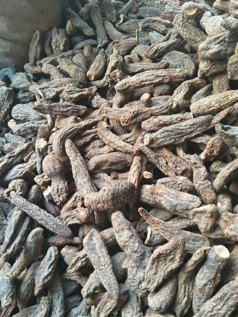 管花肉苁蓉，大芸切片规格齐全量大价优可视频看货