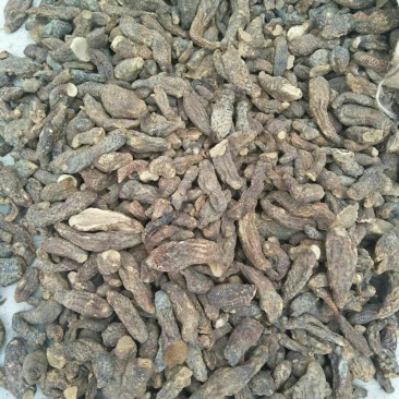 管花肉苁蓉
