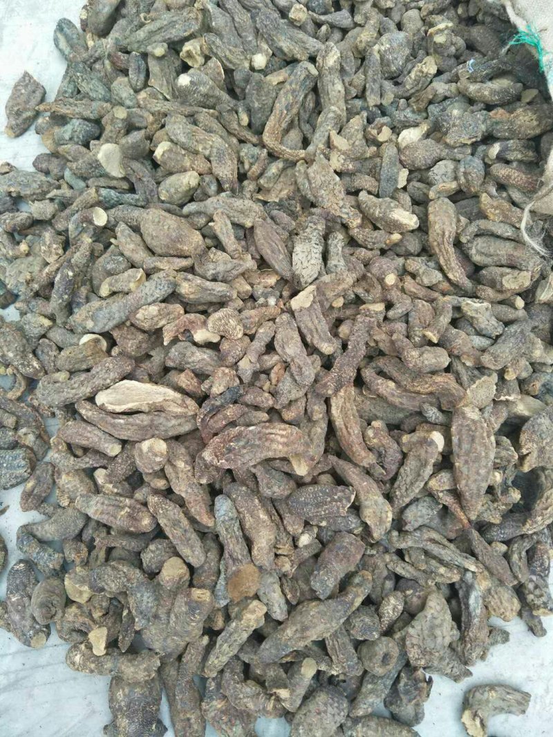 管花肉苁蓉