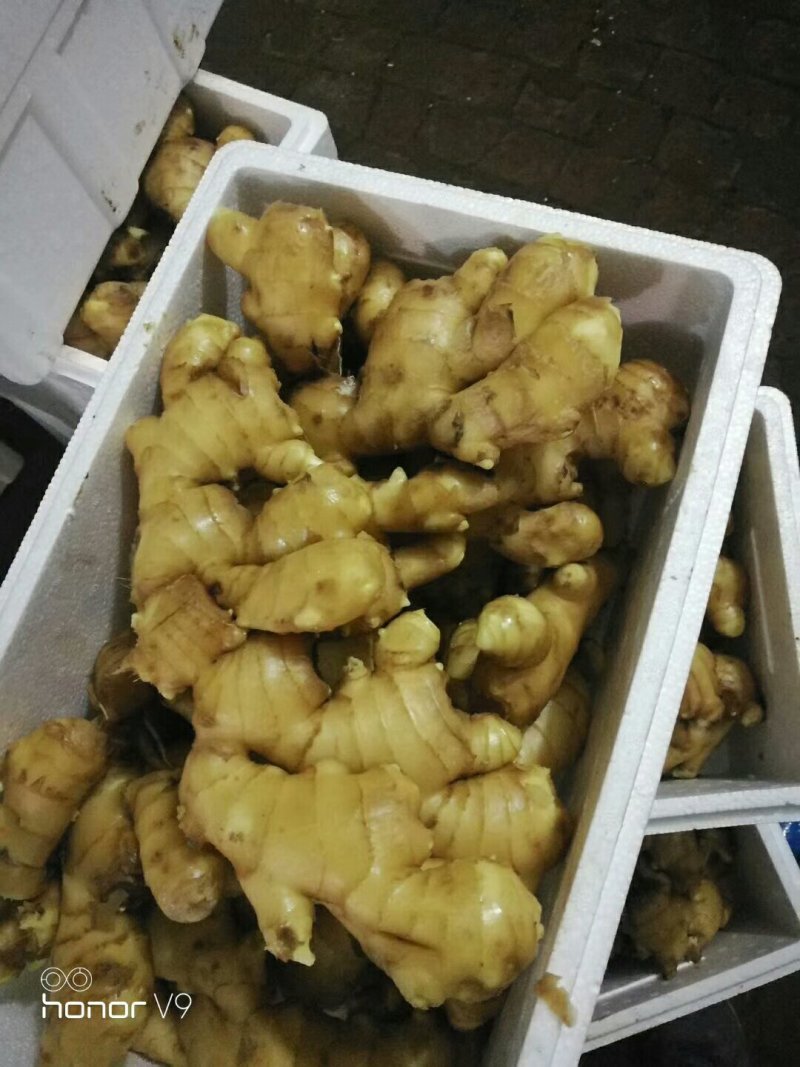 抚宁水洗姜大量上市2块需要的老板来电