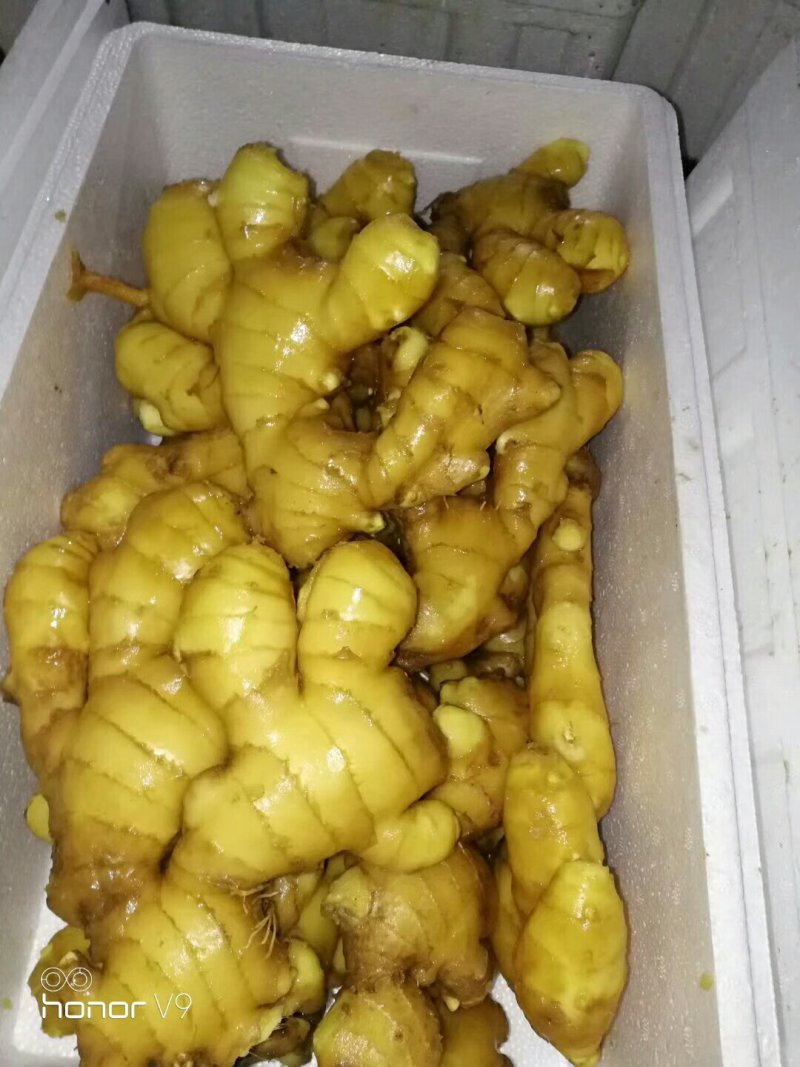 抚宁水洗姜大量上市2块需要的老板来电