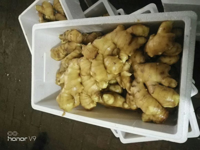 抚宁水洗姜大量上市2块需要的老板来电