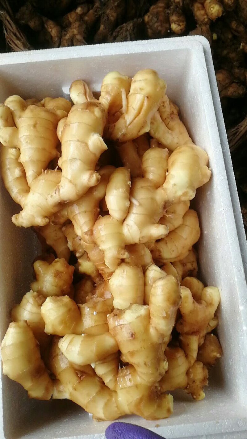 抚宁水洗姜大量上市2块需要的老板来电