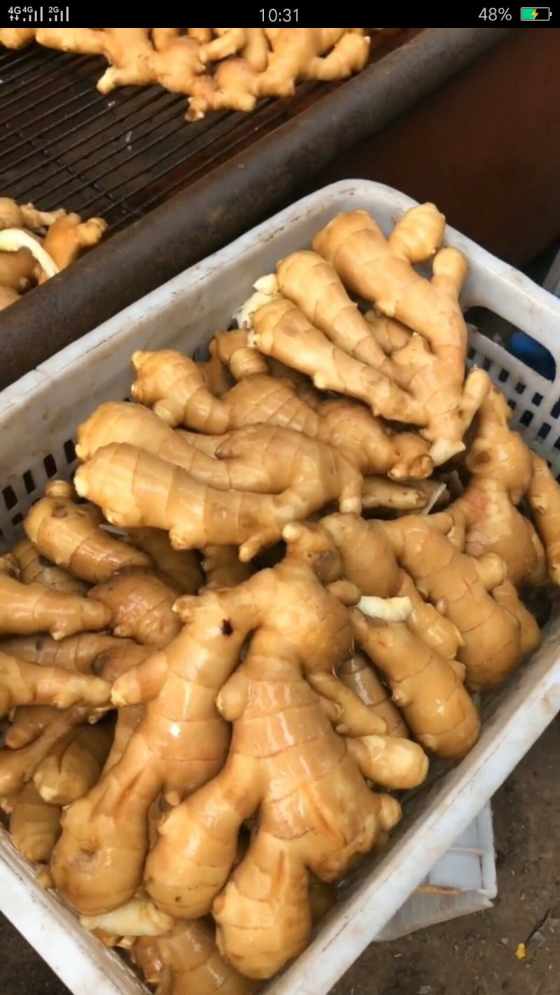 抚宁水洗姜大量上市2块需要的老板来电