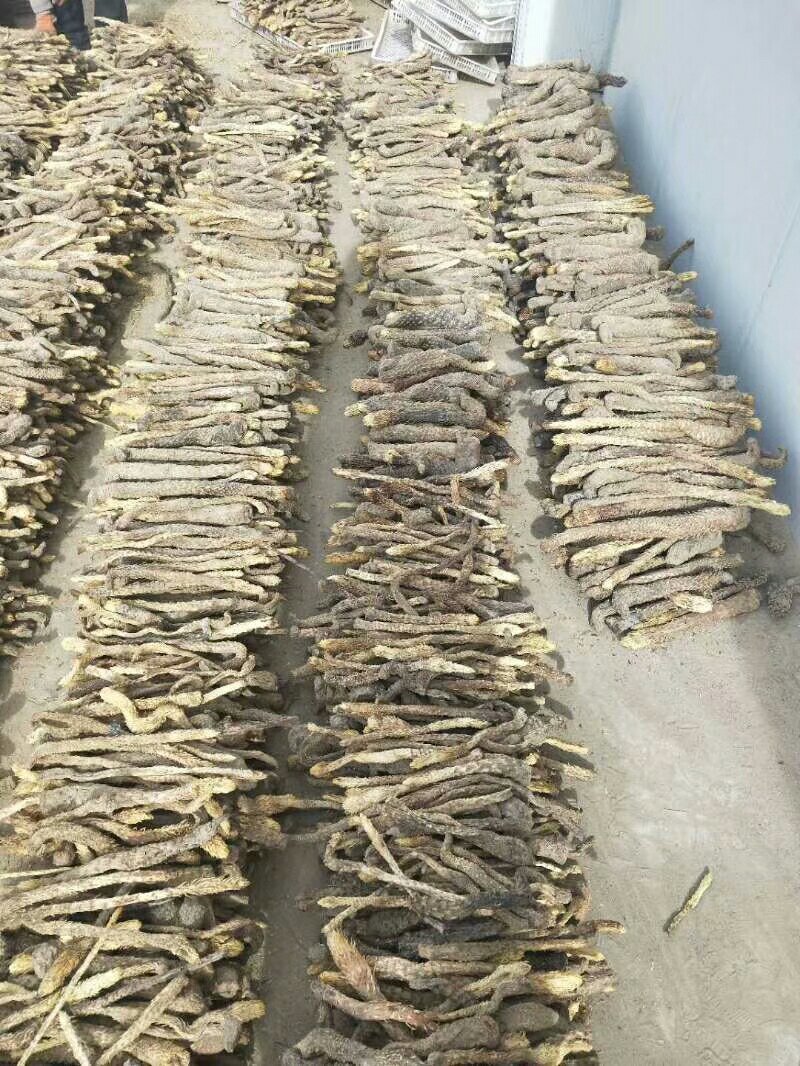肉苁蓉